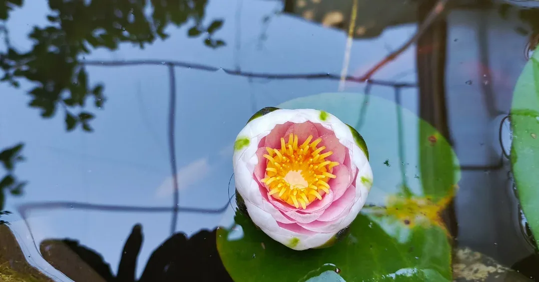 Lotus Garden Hostel
